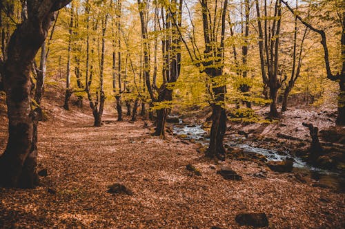 Бесплатное стоковое фото с atmosfera de outono, деревья, живописный