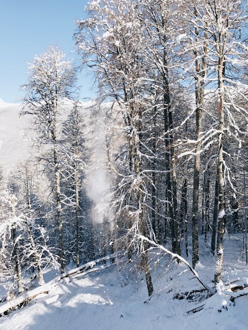 Kostnadsfri bild av natur, skog, snö