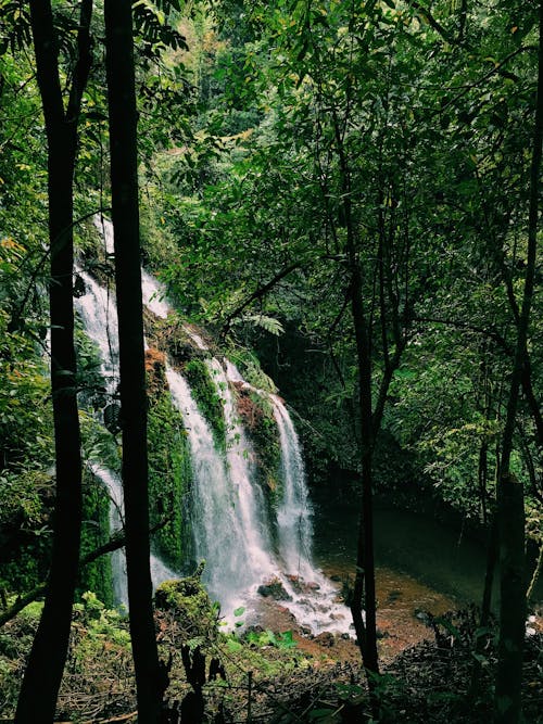 Fotos de stock gratuitas de arboles, bosque, cascadas