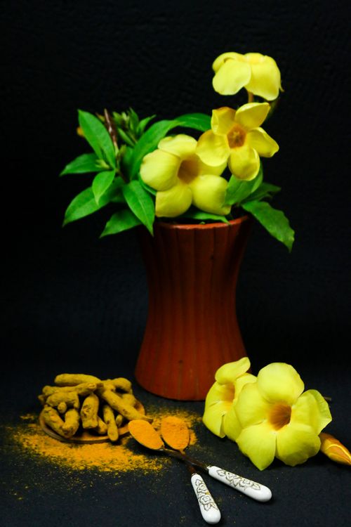 Free Yellow flowers in a vase with turmeric roots and powder on a dark background. Stock Photo