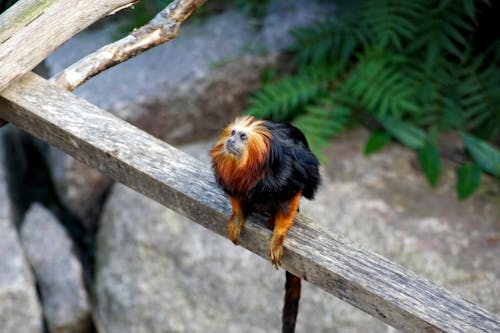 Brown and Black Monkey in Close Up Photography