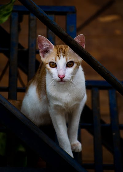 Bamboo Storage Basket