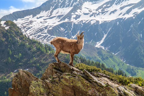 A Wild Mountain Goat Roaming Free