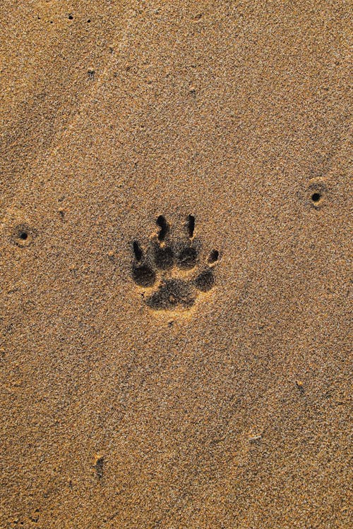 Paw Prints on Brown Sand