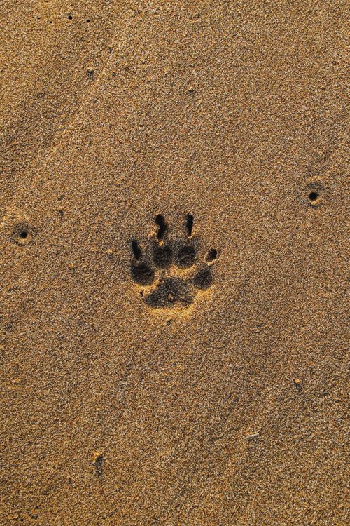Free Close-up of a single animal paw print on a sandy beach surface. Stock Photo