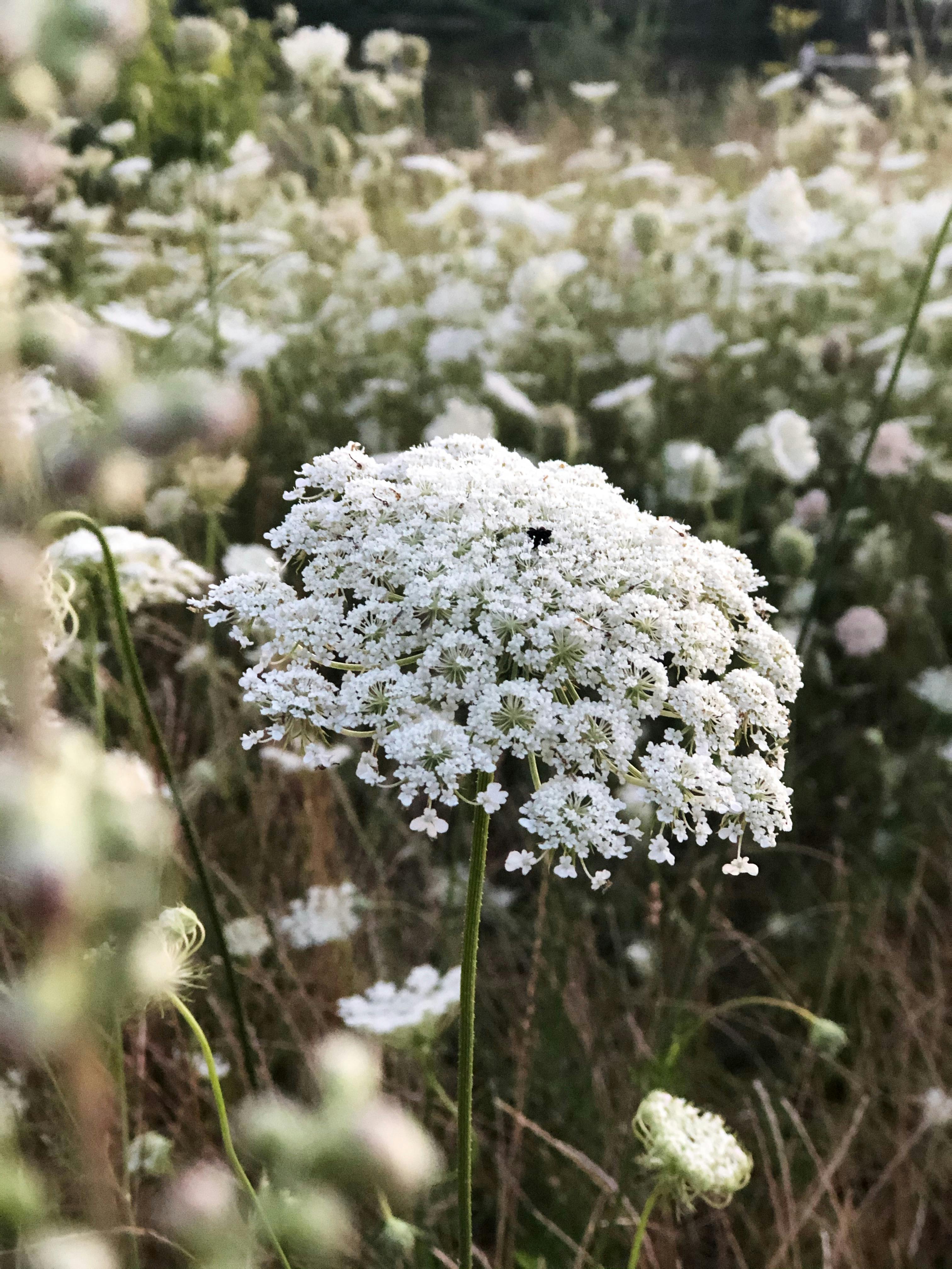 a close up shot of a wild carrot flower