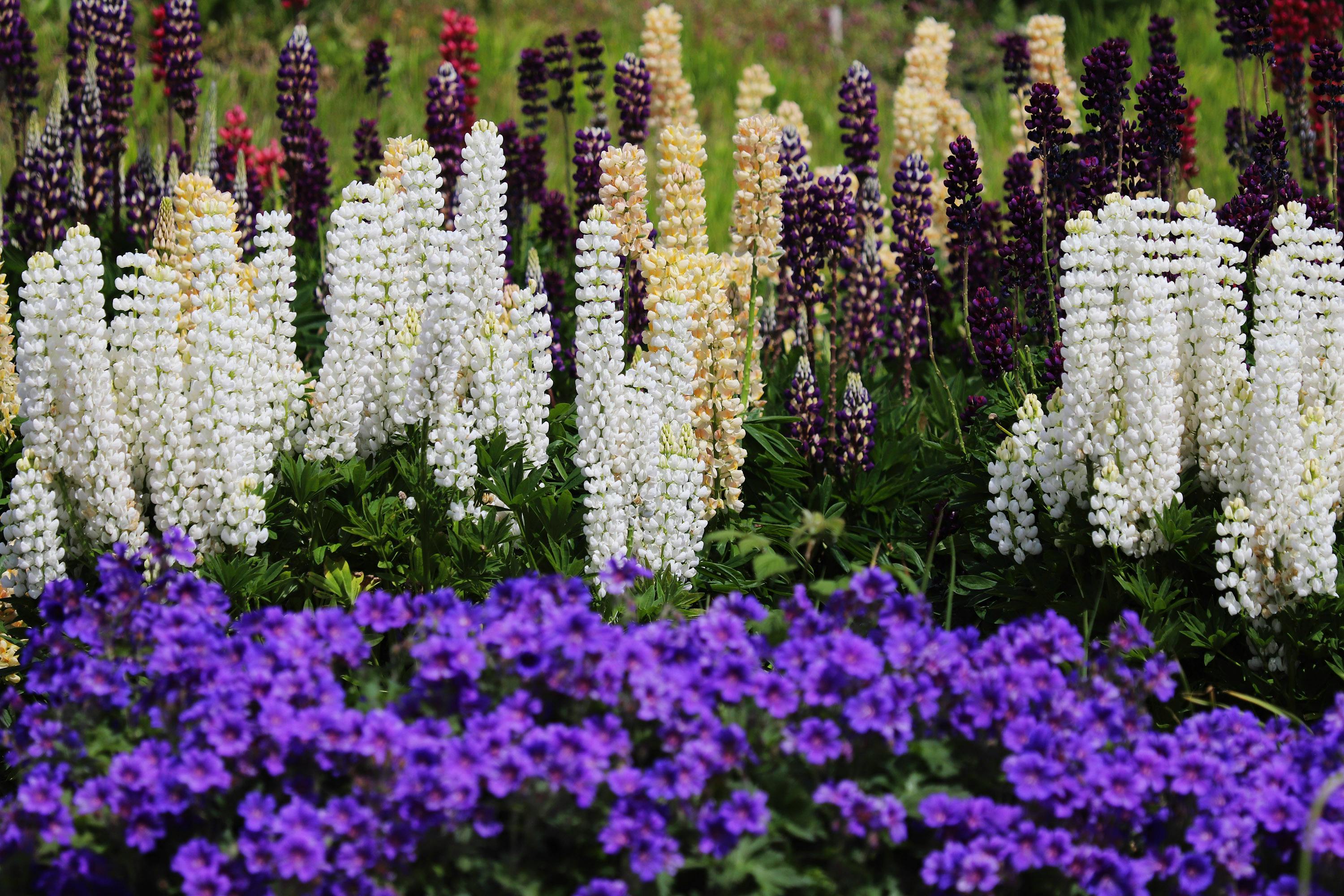 Mid-Summer Makeover for Mixed Borders: Strategic Cutbacks and Pinching to Restore Shape, Promote New Blooms, and Tidy Up Overgrown Perennials & Annuals