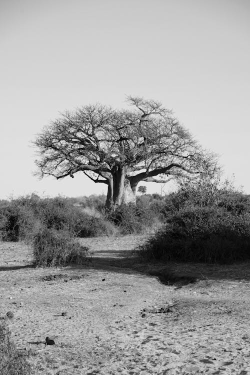 Grayscale Photo of a Leafless Tree