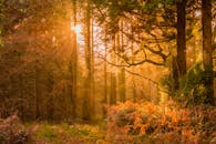 宁静的秋季森林里，阳光穿过金色的树木