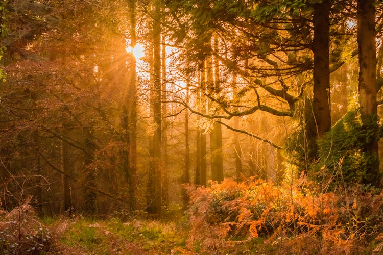 Yellow Sunset Rays Passing Through The Trees