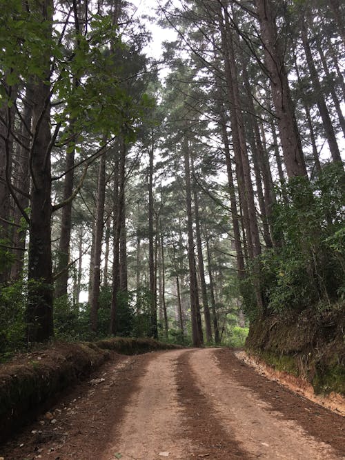 Dirt Road Between Tall Trees