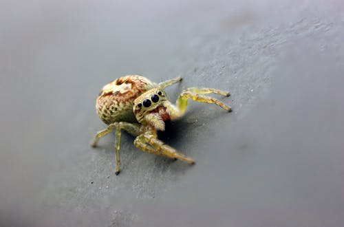 Green Spider on the Concrete Surface