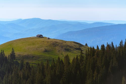 Ingyenes stockfotó domb, erdő, fenyőfák témában Stockfotó