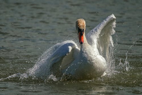 動物攝影, 天鵝, 水 的 免费素材图片