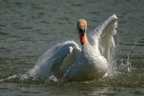 White Swan on Body of Water