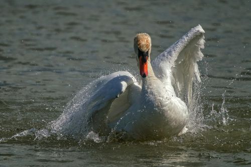 Free A majestic mute swan (Cygnus olor) with wings outstretched, playfully splashing in a serene pond. Stock Photo
