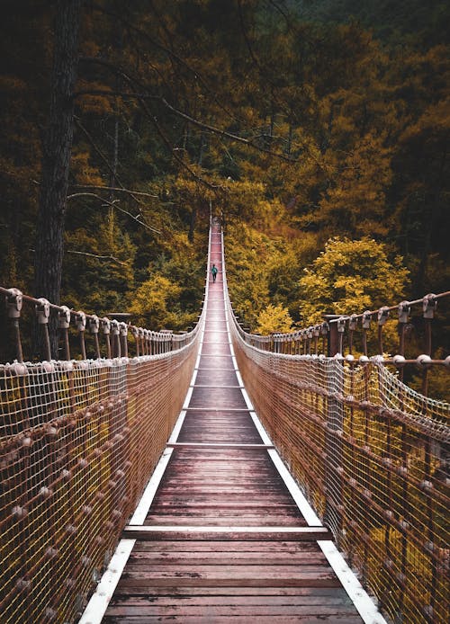 Free Picturesque view of narrow wooden suspension footbridge leading through green lush woodland in fall season Stock Photo