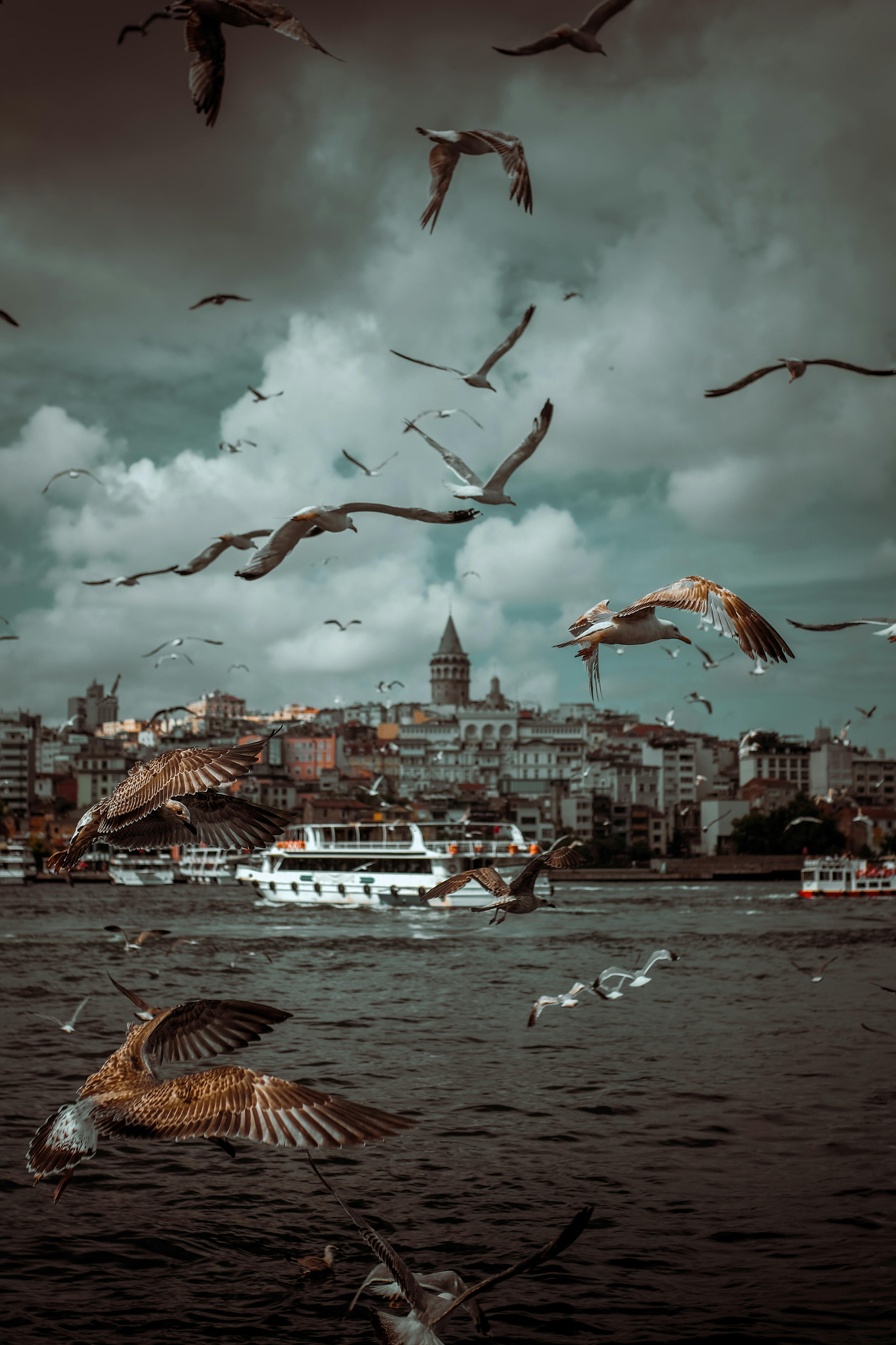 flock of birds flying over river and old city