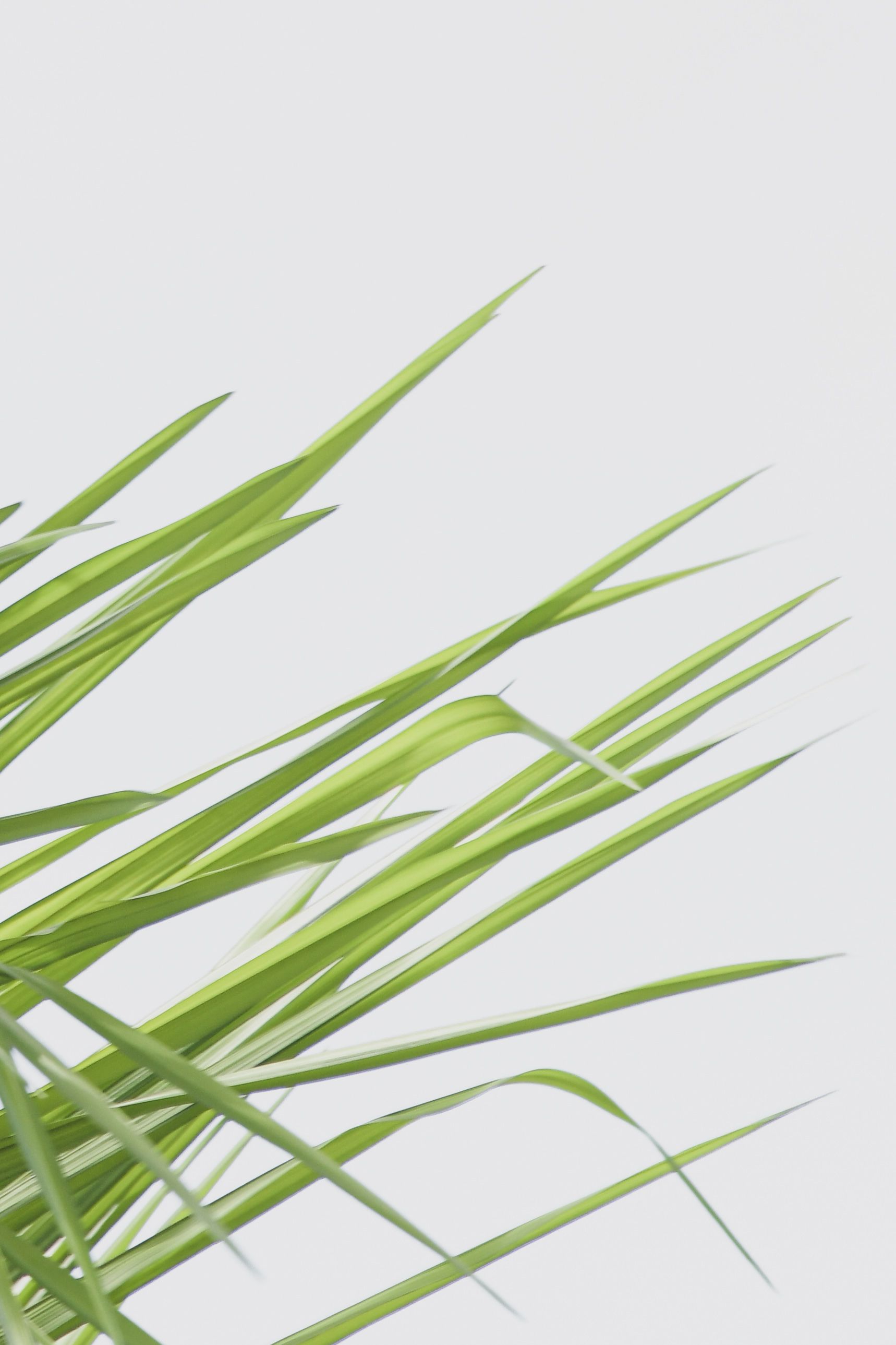 A simple, aesthetic photo of green leaves against a white backdrop.