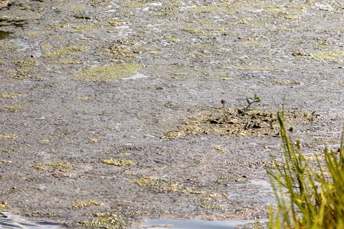 Free stock photo of algae bloom, alligators, background Stock Photo