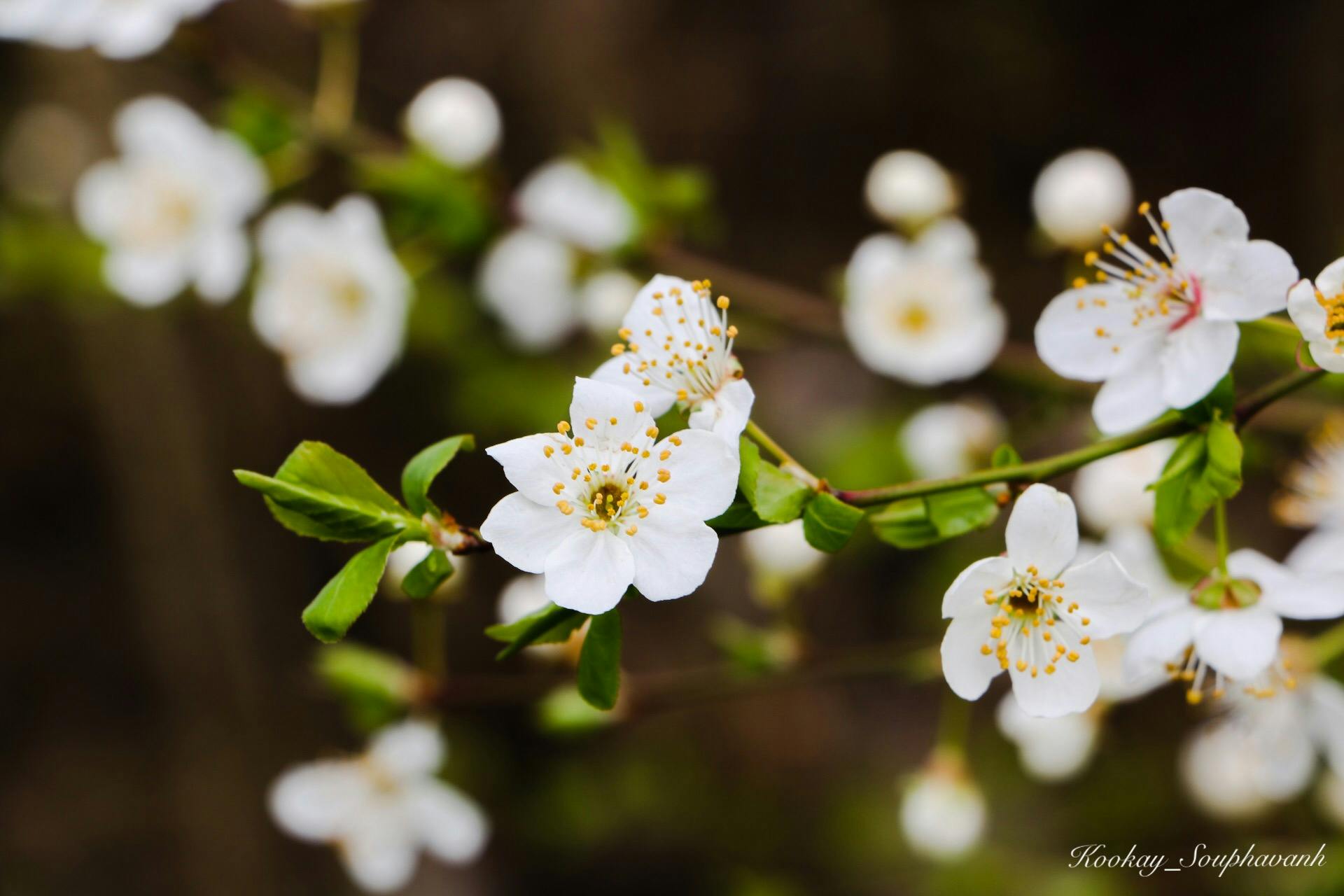 Foto Stok Gratis Tentang Bunga Sakura Putih