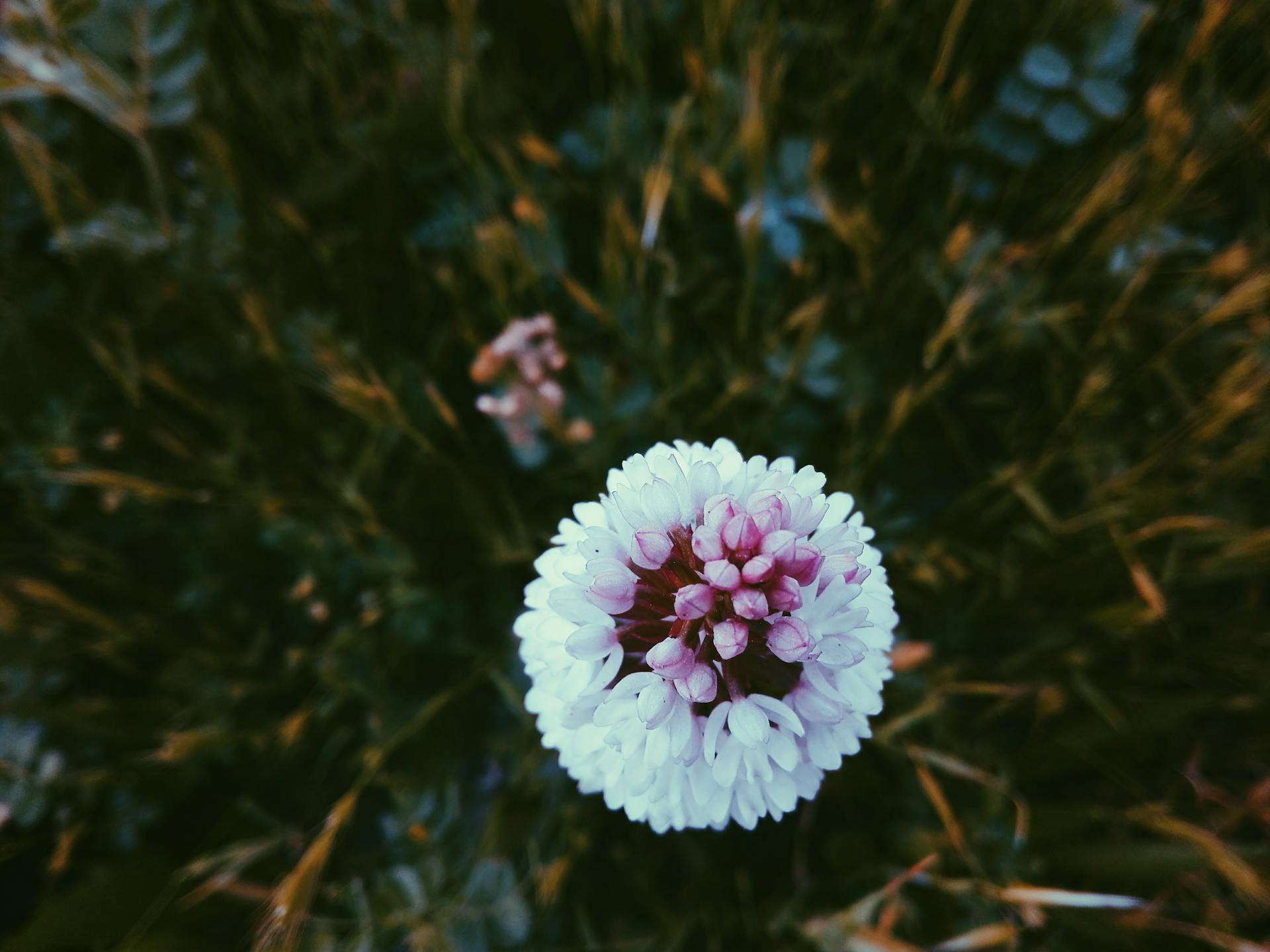 A delicate macro shot of a blooming white clover flower surrounded by lush grass.