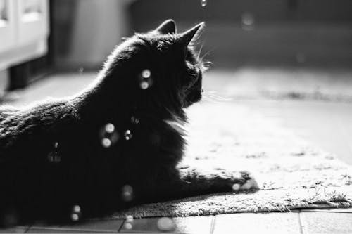 Фотография кошки, покоящейся на ковре в оттенках серого