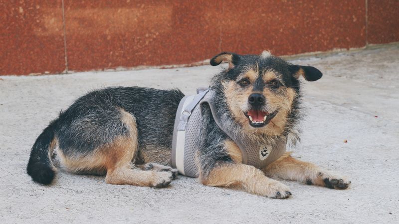 Jasper - photo 1