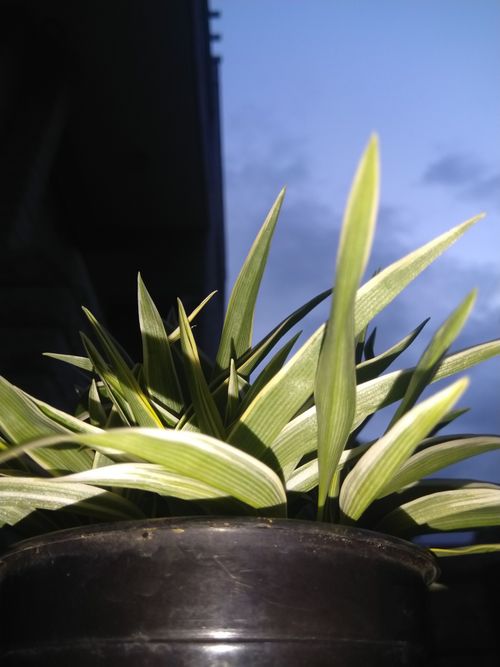 Free stock photo of beautiful plant, leaves of plant, plant Stock Photo