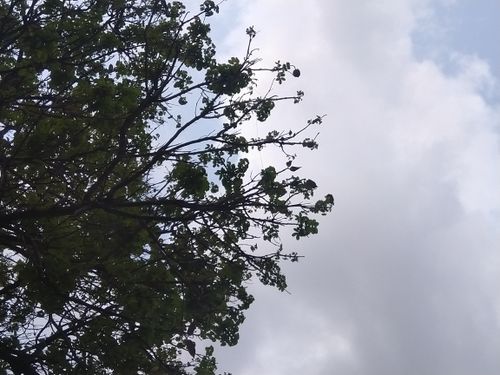 Free stock photo of beautiful sky and tree, green tree, nature s beauty Stock Photo