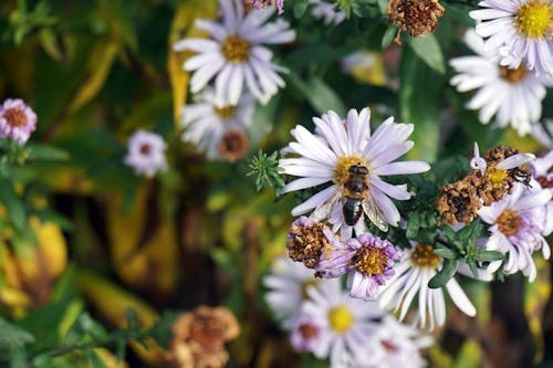 Δωρεάν στοκ φωτογραφιών με γκρο πλαν, έντομο, λουλούδι Φωτογραφία από στοκ φωτογραφιών