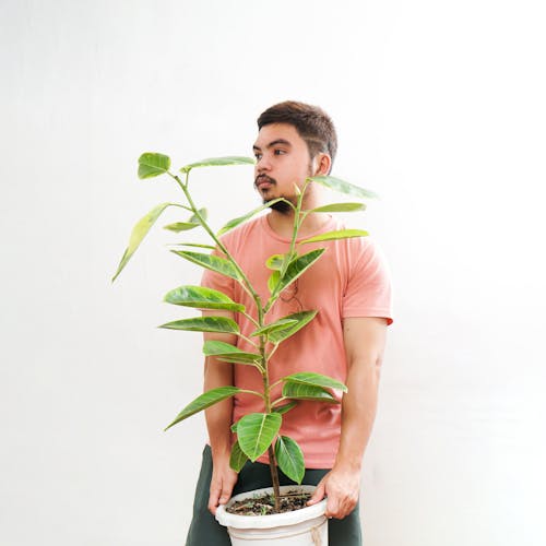 Free stock photo of decorative plant, man and plant, plant