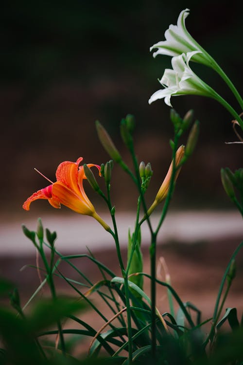 免費 垂直拍攝, 特寫, 綻放的花朵 的 免費圖庫相片 圖庫相片
