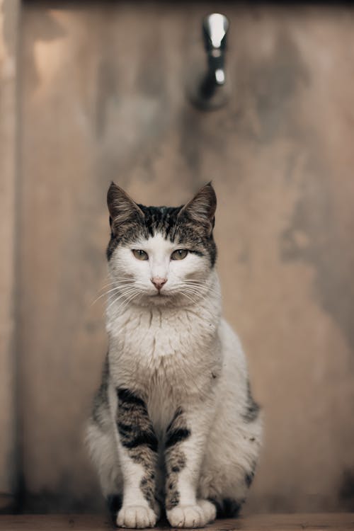 Gratis arkivbilde med dyrefotografering, huslig, katt Arkivbilde