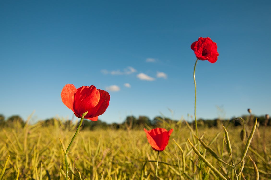 Základová fotografie zdarma na téma léto, louka, měšíční květina