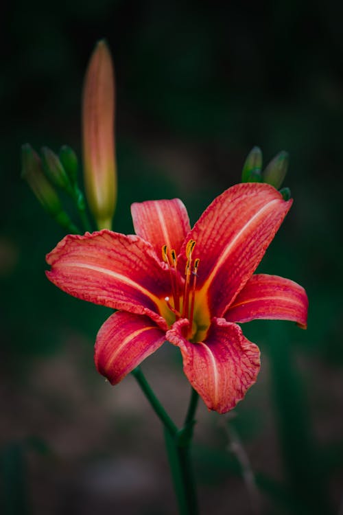 Red Flower in Close Up Photography