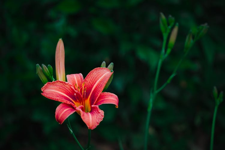 Orange Lily