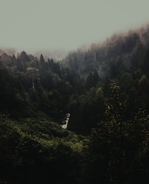 Základová fotografie zdarma na téma dřevo, krajina, les