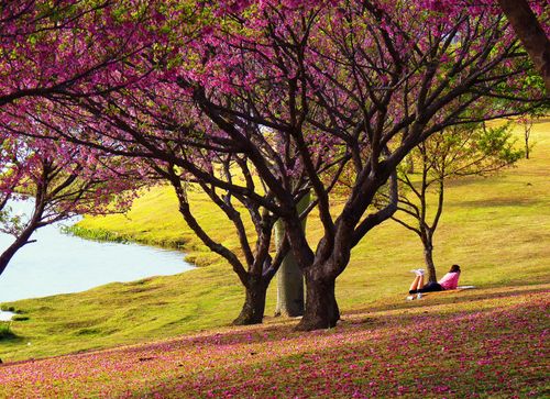 Free A serene park scene with pink-flowered trees and a woman relaxing on a grassy hill. Stock Photo