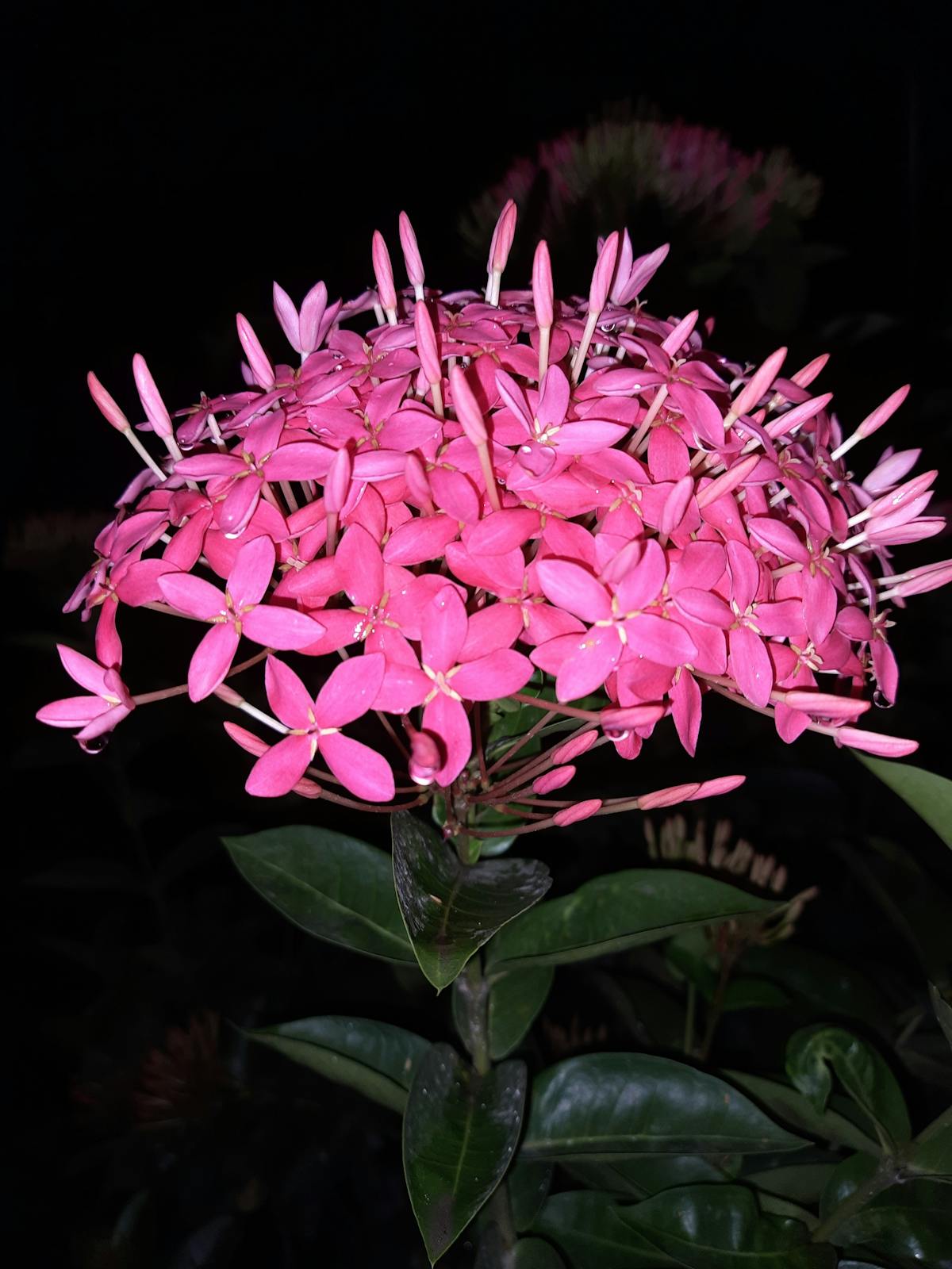 Person choosing a movie on a streaming platform