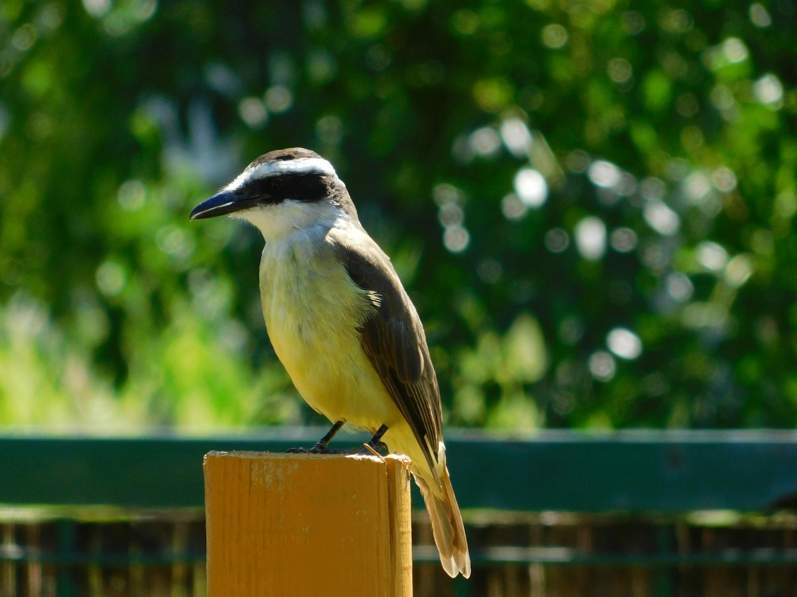 Audience sitting in a dark movie theater watching a film on the big screen