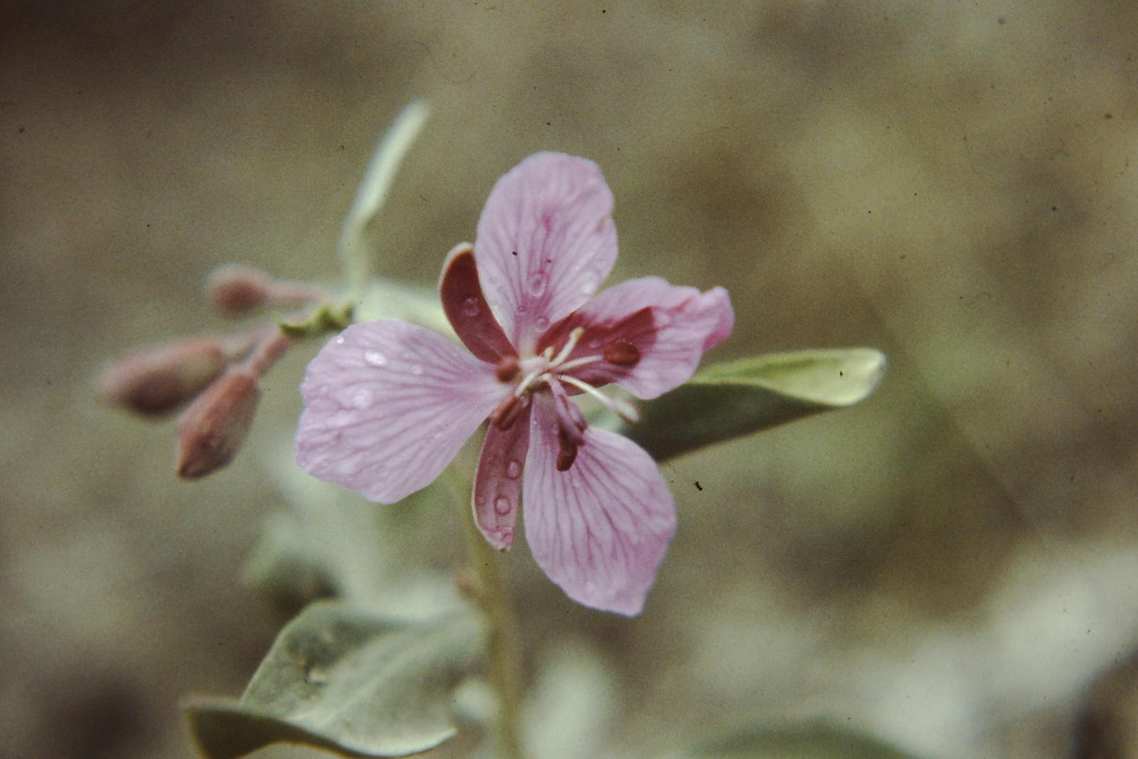 Open road highway stretching into the horizon with a dramatic sky