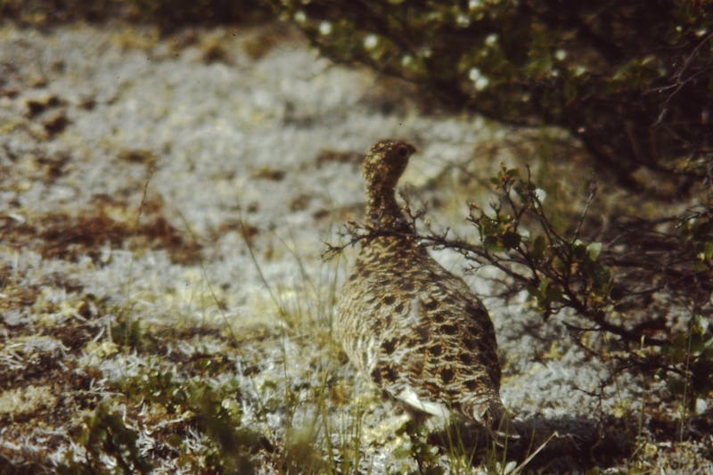 Daily brief entertainment summary