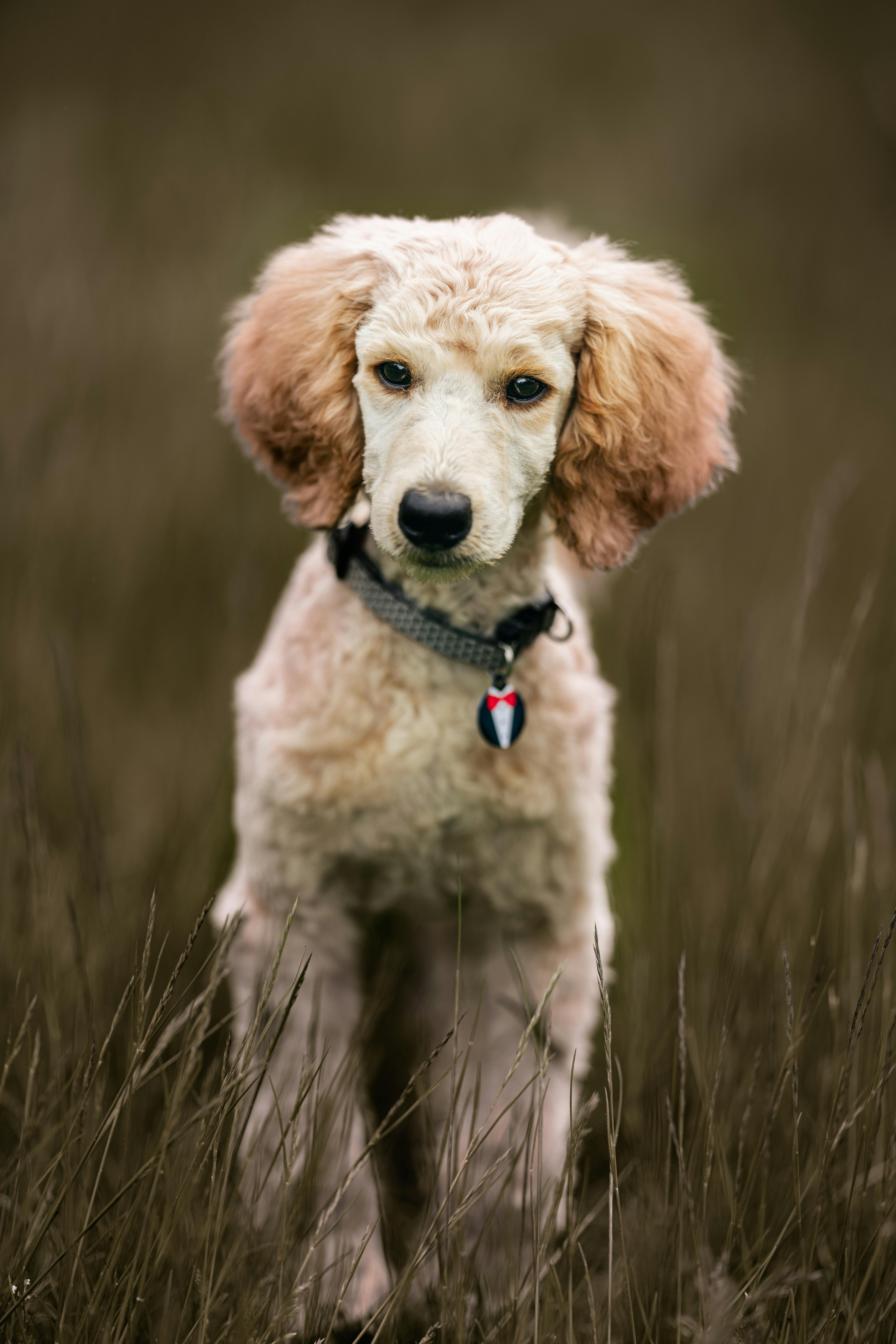 Free Elegant poodle posing in a lush field, showcasing its fluffy coat. Stock Photo