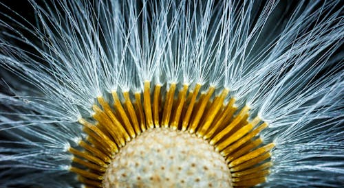 Free Close-up Photography of Dandelion Flower Stock Photo