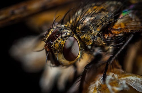 Macro Photography of Brown Bottlefly