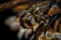 一个苍蝇的宏观特写镜头，重点展示它鱼眼般的复眼和毛茸茸的体表纹理