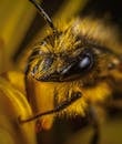 蜜蜂在黄色花朵上授粉的特写镜头