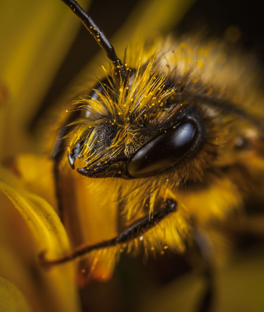 Close-up photograph of a wasp, representing pest inspections and preventative pest management