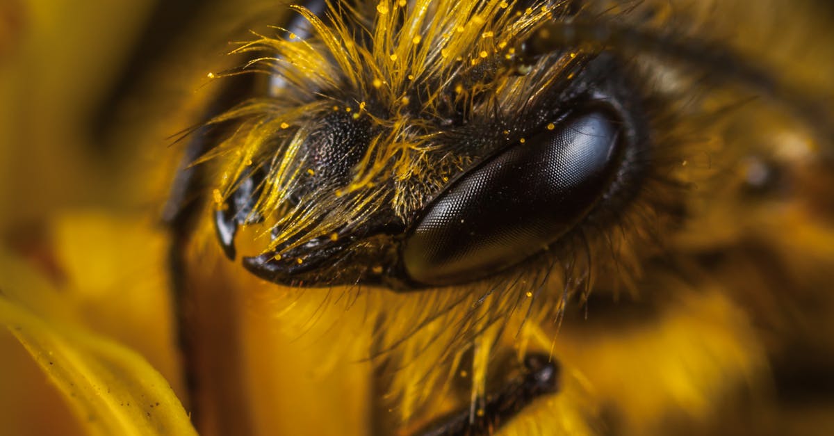 Close Up Photo of Yellow and Black Wasp